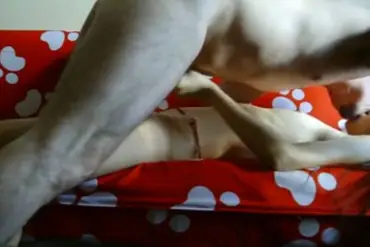 Bokep Indo ABG Bispak Jakarta Terekam ML Hotel Skandal Viral HD 2025